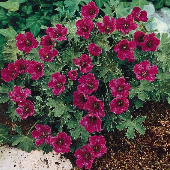 pelargoniy_3