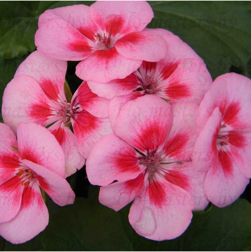 pelargoniy_6